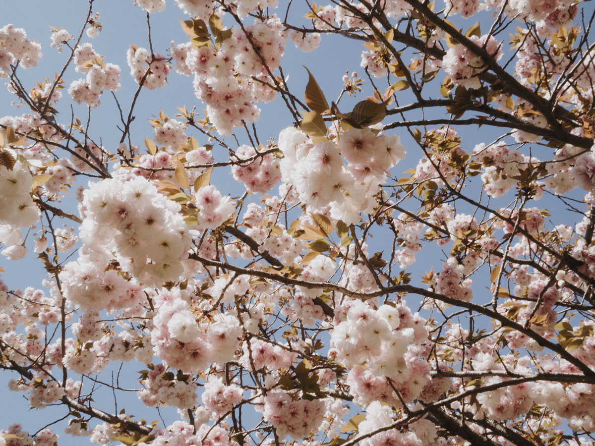 charlie-may-japan-tokyo-aoyama-blossom-2