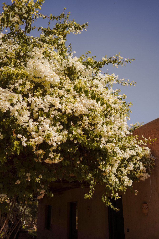 fairmont_royal_palm_marrakech_16